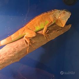 iguana