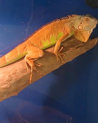 iguana