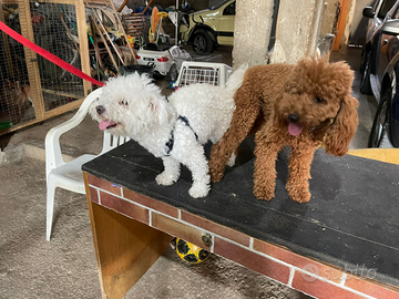 Maltipoo cucciolo bianco sofficissimo