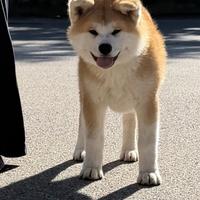 Akita Inu