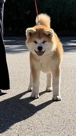 Akita Inu