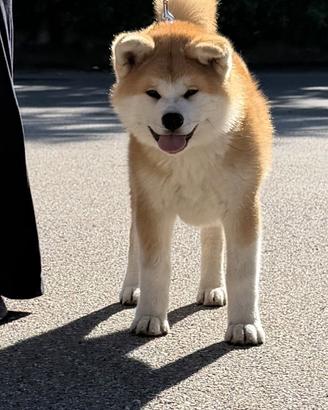 Akita Inu