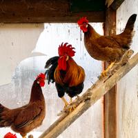 Galline modenesi