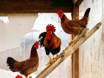 Galline modenesi