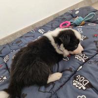 Cuccioli di border collie