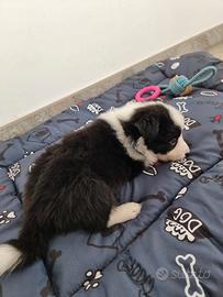 Cuccioli di border collie