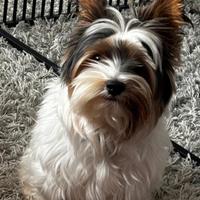 Biewer terrier per accoppiamento