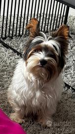 Biewer terrier per accoppiamento