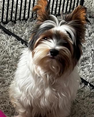 Biewer terrier per accoppiamento