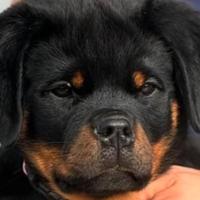 Rottweiler cucciola femmina con pedigree