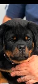 Rottweiler cucciola femmina con pedigree