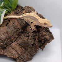Geco ciliatus ID: GO