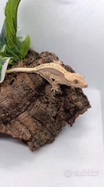 Geco ciliatus ID: GO