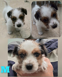 Cucciolo di Jack Russell Terrier mini
