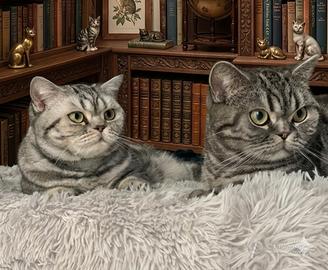 British Shorthair con pedigree 