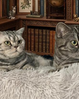 British Shorthair con pedigree 