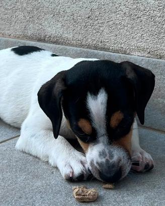 Jack Russel Terrier