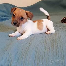 Jack Russel