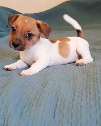 Jack Russel