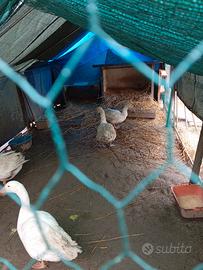 Vendita di 4 oche ben tenute