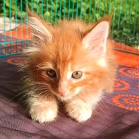 Maine Coon cuccioli con pedigree, tanti colori