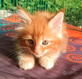 Maine Coon cuccioli con pedigree, tanti colori