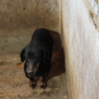 Jagd terrier