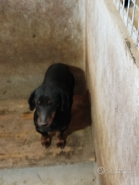 Jagd terrier
