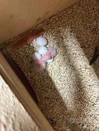 Pyrrhura barrati inseparabili. Allevati a mano