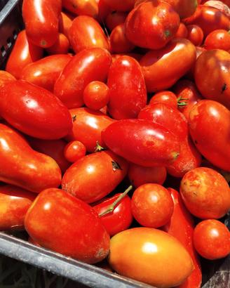 Pomodori
