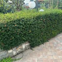 Tasso baccato o siepe di taxus