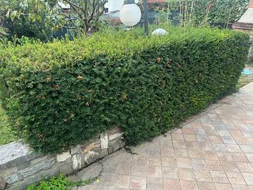 Tasso baccato o siepe di taxus