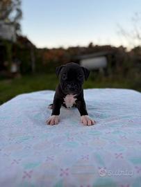 Amstaff