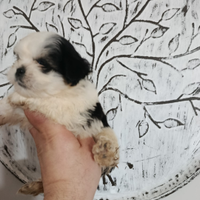 Shitzu cuccioli