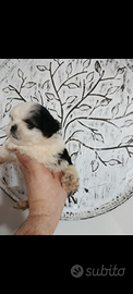 Shitzu cuccioli