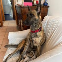 Pastore olandese femmina 5 anni treviso