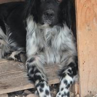 Setter inglese 5 anni