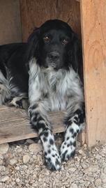 Setter inglese 5 anni