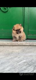 Spitz Mini Toy