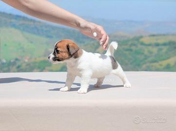 Cucciola di Jack Russell tricolor