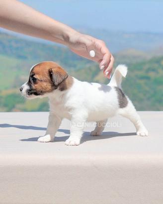Cucciola di Jack Russell tricolor