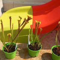 piante carnivore Sarracenia Flava Antropurpurea 