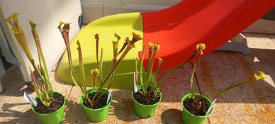 piante carnivore Sarracenia Flava Antropurpurea 