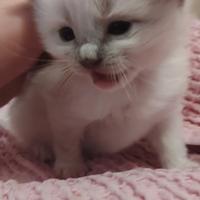 Ragdoll con pedigree cuccioli