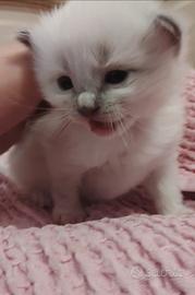 Ragdoll con pedigree cuccioli
