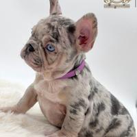 Principessina Bulldogg francese Lilac