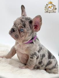 Principessina Bulldogg francese Lilac