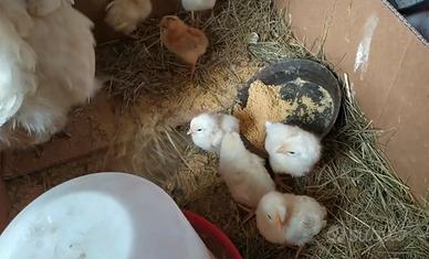 Pulcini gallina livornese bianca
