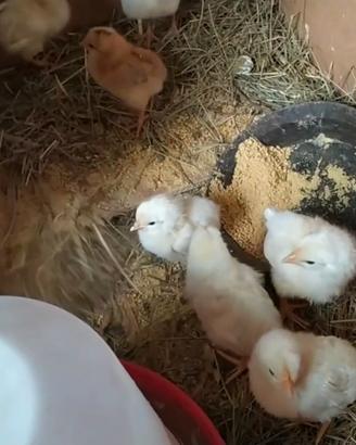 Pulcini gallina livornese bianca