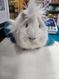 Cavie peruviane